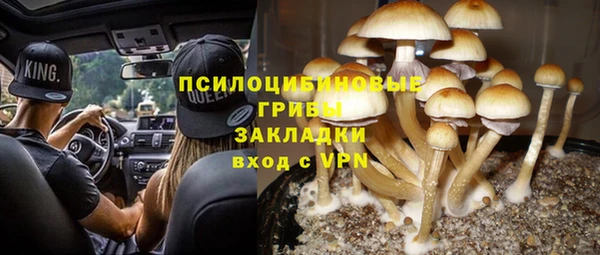 прущие грибы Алексеевка